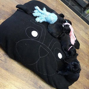 Black Pug Pillow